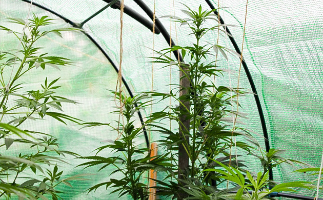 Начало стадии цветения Цветение на 14 неделе