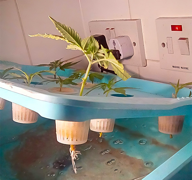 Подготовка клонов Eleven Roses к грову Уход за клонами Eleven Roses