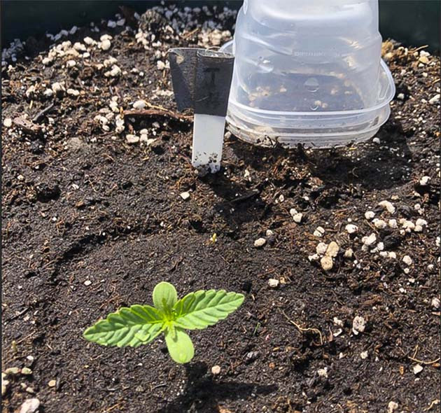 Гроурепорт сорта Original Jack Herer Auto Original Jack Herer Auto дневник по выращиванию