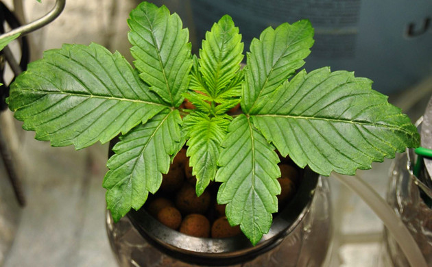 Тренировки на 2 неделе выращивания Куст на 2 неделе выращивания