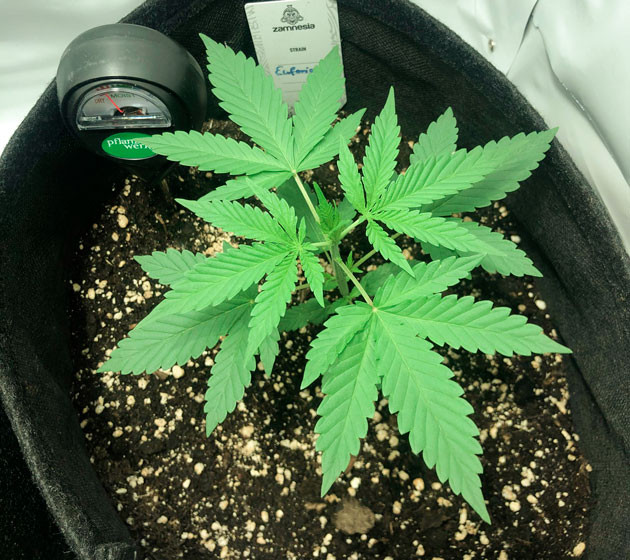 Пересадка марихуаны Конопля Euforia X ростом 14 см