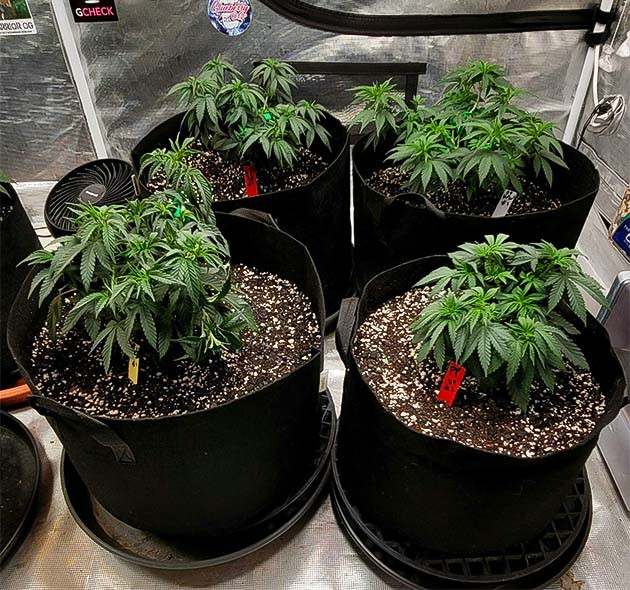 Подготовка куста Power Plant X к цветению Дефолиация Power Plant X