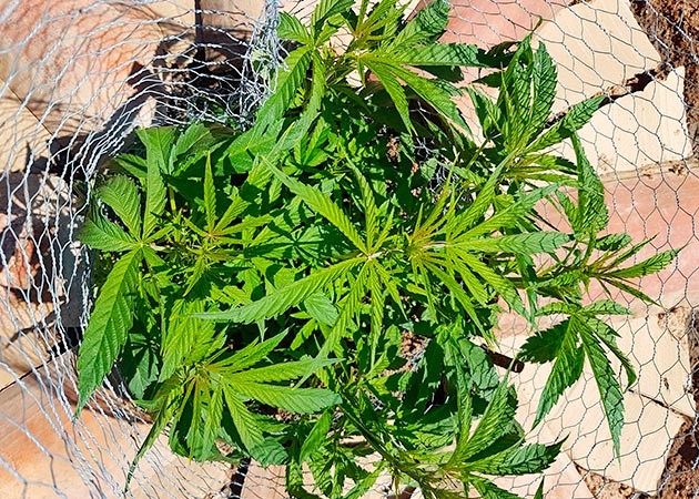 Runtz Muffin дневник по выращиванию Гроурепорт сорта Runtz Muffin