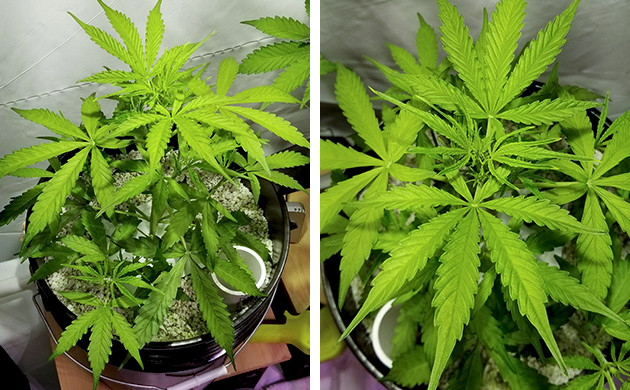 Третья неделя вегетации марихуаны сорта West Coast OG fem Свет для выращивания каннабиса