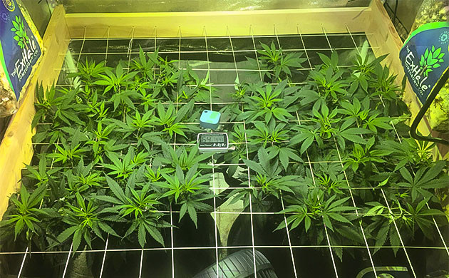 Прорыв Sapphire OG: достижение сетки