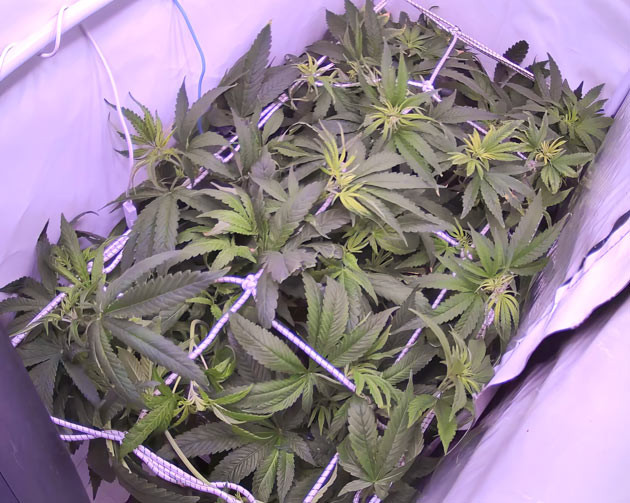 Перевод на цветение растения Bruce Banner Стимуляция цветения сорта Bruce Banner