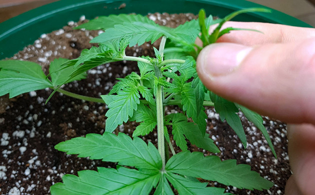 Используем топпинг конопли Топпинг марихуаны