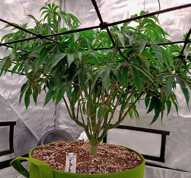 Установка сетки ScrOG и дефолиация листьев Сетка Скрог над кустом конопли