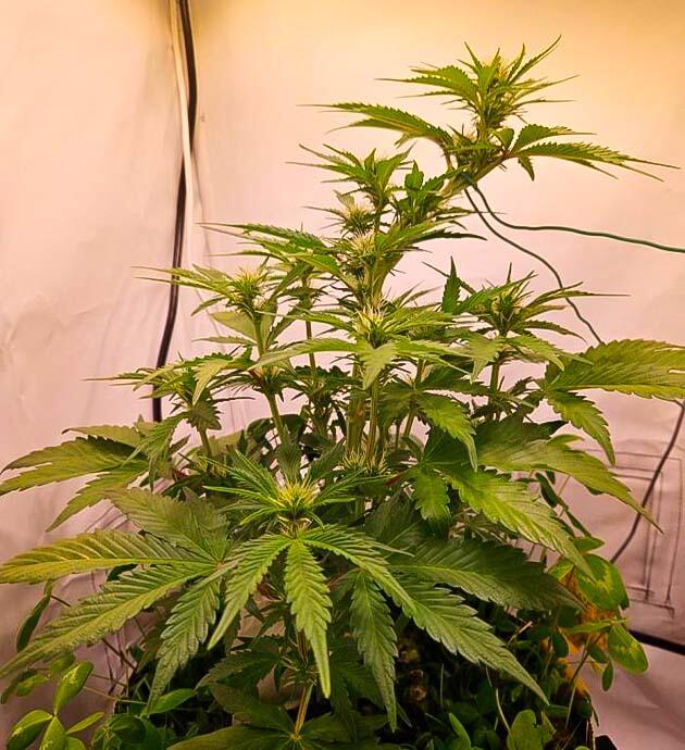 Куст Lemon Cherry Gelato Auto R3 на фазе цветения