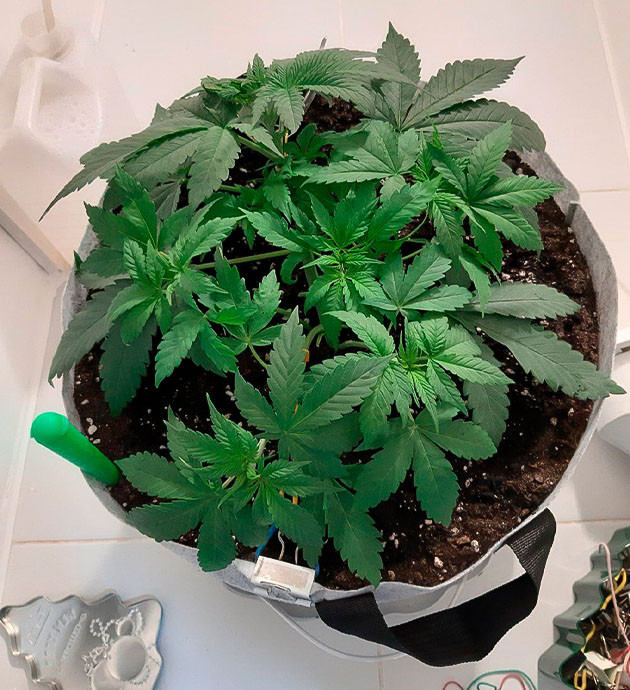 Регулировка рН и ppm Glue Sherbet Glue Sherbet: Подкормка и свет