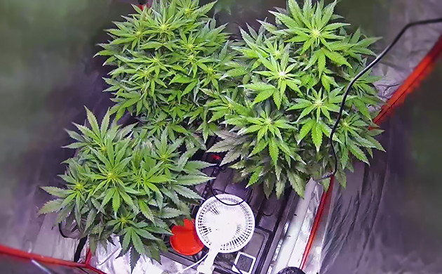 Быстрорастущий куст конопли сорта + Speed Auto Питательные вещества для конопли