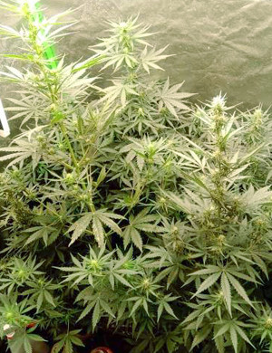 Седьмая неделя выращивания Большие центральные колы