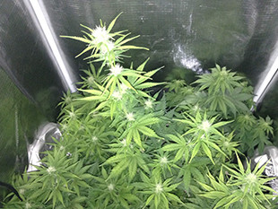 Начало цветения марихуаны Gorilla Auto Цветение марихуаны Gorilla Auto