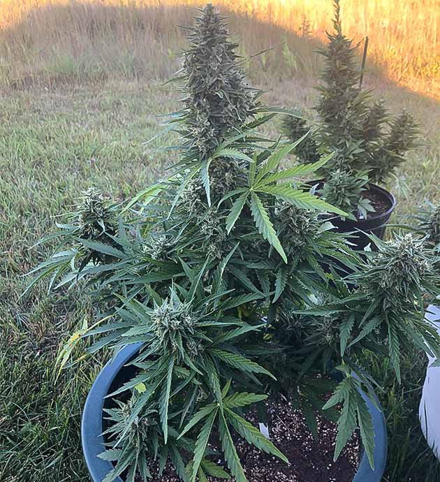 подготовка к харвесту Original Jack Herer Auto Подготовка к харвесту конопли Original Jack Herer Auto