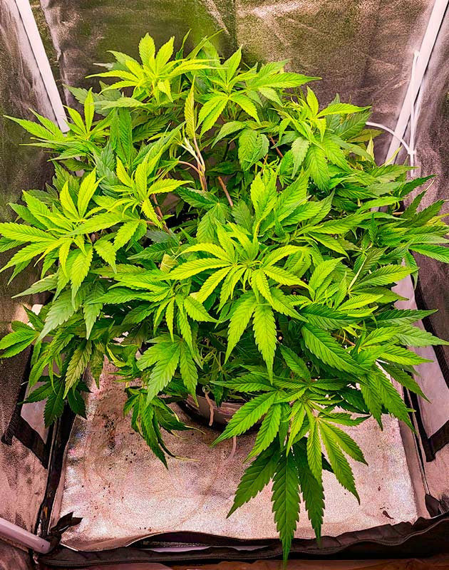 Дефолиация конопли 6 неделя роста Cap Junky