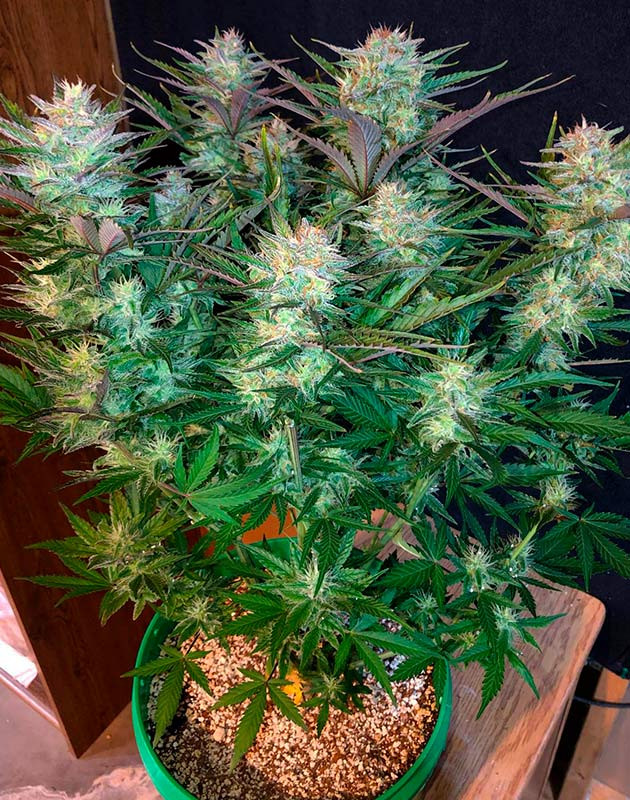 Изменение цвета куста на фиолетовый Цветущий куст Original Blueberry Auto