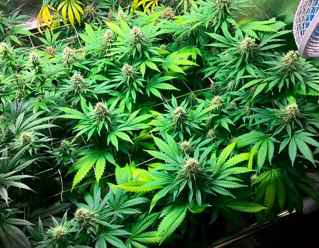 9 неделя выращивания Grandaddy Purple Куст на 9 неделе выращивания