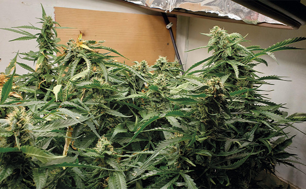 Соцветия Mexican Airlines auto fem