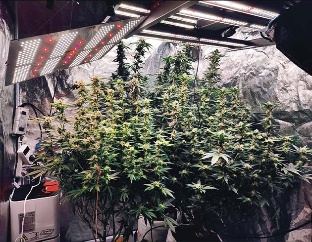 Куст Dozy Doz на цветении Цветение куста Dozy Doz