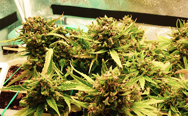 10 недель от начала вегетации Плотные и увесистые шишки