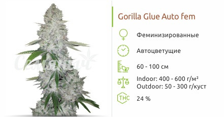 Сорт марихуаны Gorilla Glue Auto Gorilla Glue Auto от Fast Buds