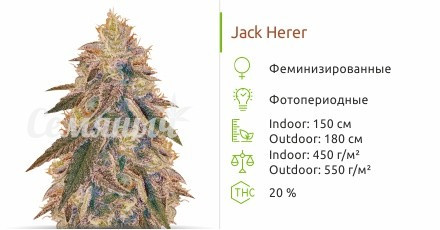 Сорт конопли Jack Herer Jack Herer от Vision Seeds