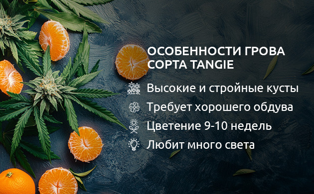 Как растёт и развивается конопля Tangie Рост и цветение сорта Tangie