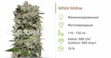 Сорт конопли White Widow White Widow fem