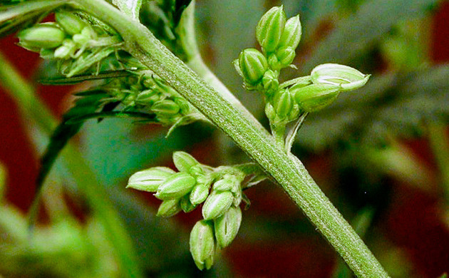 Как феминизировать семена конопли