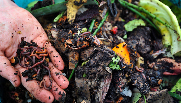 Черви для производства компоста Черви в компостной куче
