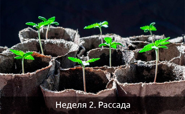 Рассада автоцветов Рассада автоцветущих сортов