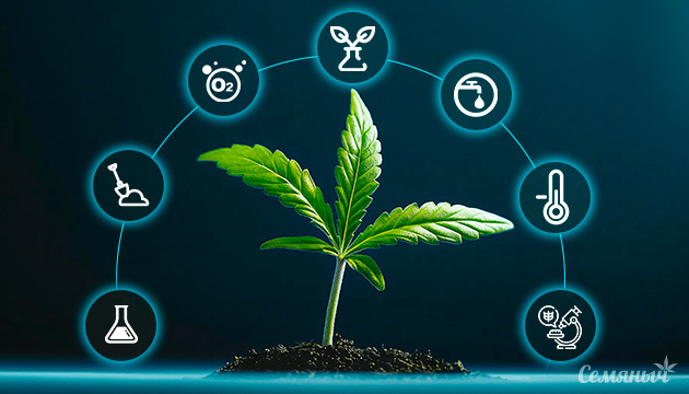 Комплексный научный подход к скрещиванию конопли Методы селекции конопли