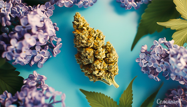 Выбор сорта конопли: терпеновый профиль Терпены в конопле: влияние на эффект