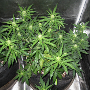 7 неделя выращивания сорта Стадия цветения марихуаны
