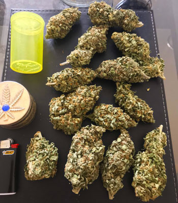 Собранный урожай Высушенные шишки Jack 47 Auto