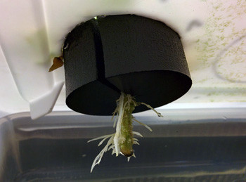 Корни на 20 день выращивания Корень клона Fruit Punch на 3 неделе выращивания