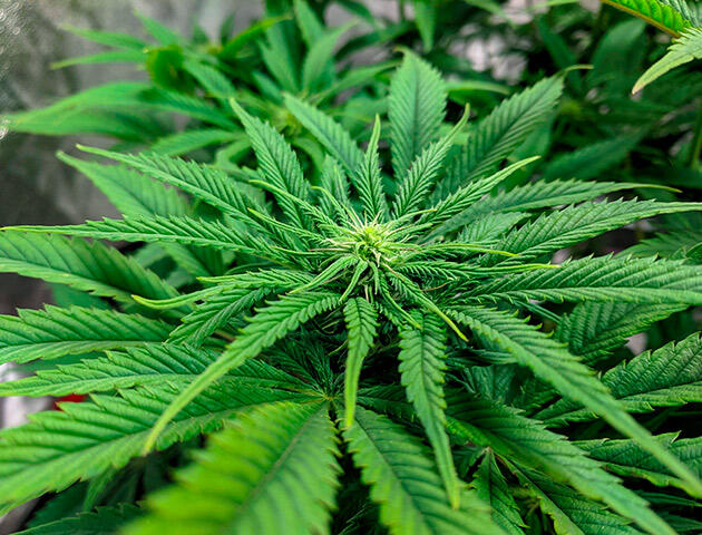 Формирование шишек конопли Активное цветение Jack Herer