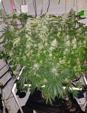 Завершающая неделя выращивания Куст усыпанный шишками