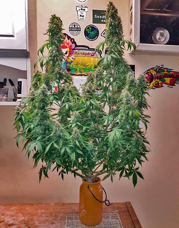 Крупные шишки марихуаны Куст Sour Diesel Auto на 10 неделе выращивания