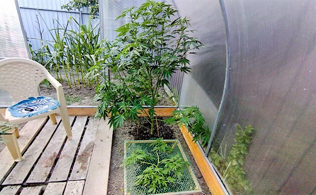 Удобрение каннабиса гранулами для безопасного и стабильного роста Каннабис удобряется гранулами без замеса компотов