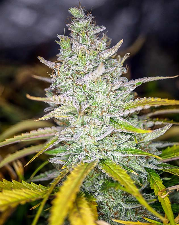 Начало промывки растений Пожелтение листьев у соцветий