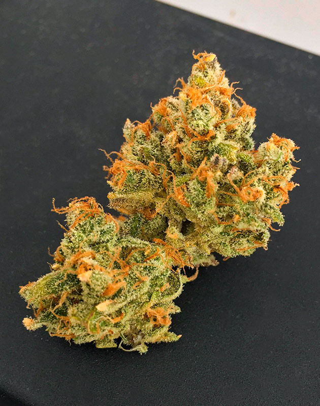 Общие впечатления о сорте Scout Cookies Auto Сухая шишка сорта Scout Cookies Auto