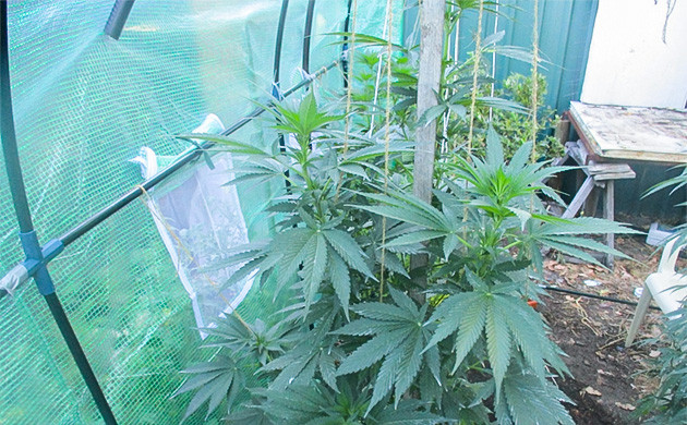 Подвязка ветвей куста Куст ростом 160 см