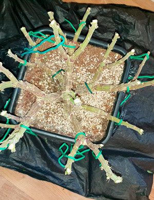 Обрезка куста Mimosa Evo Голые стебли куста