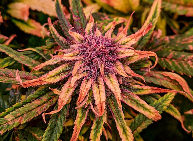 Промывка и харвест конопли