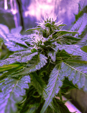 Шишки конопли растут Шишки марихуаны увеличиваются