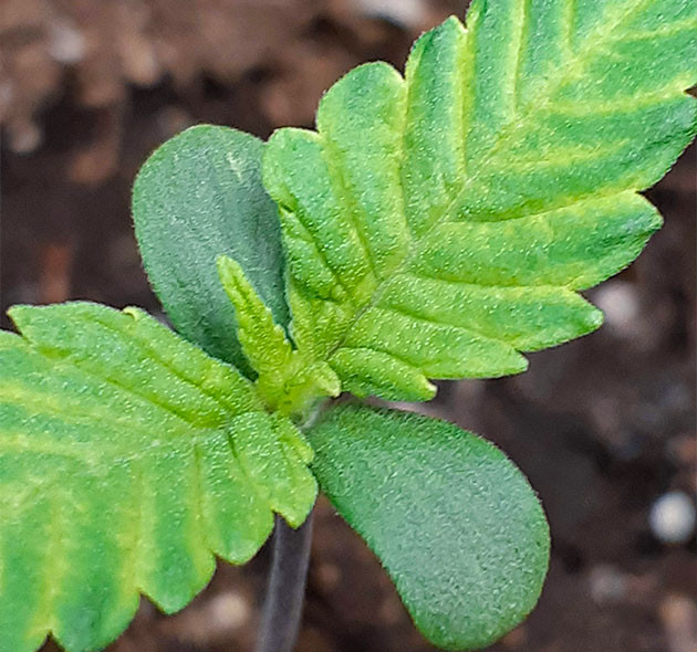 Первая пара листьев Формирование первых листьев