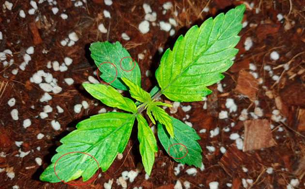 Признаки дефицита кальция и магния Пятна на листьях конопли