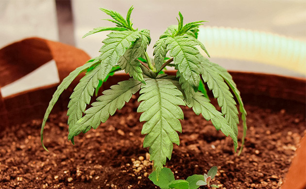 Проращивание Sugar Bomb Punch Проращивание семян конопли Sugar Bomb Punch