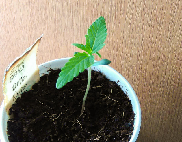 Появление третьего этажа в конце второй недели Росток конопли 8 см